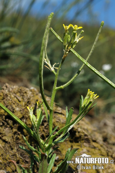 Horčičník rozložitý (Erysimum repandum)