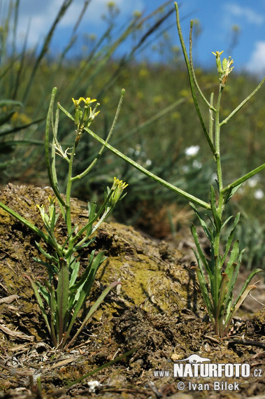 Horčičník rozložitý (Erysimum repandum)