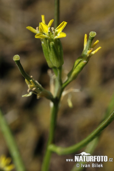 Horčičník rozložitý (Erysimum repandum)