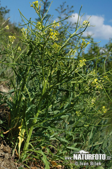 Horčičník rozložitý (Erysimum repandum)