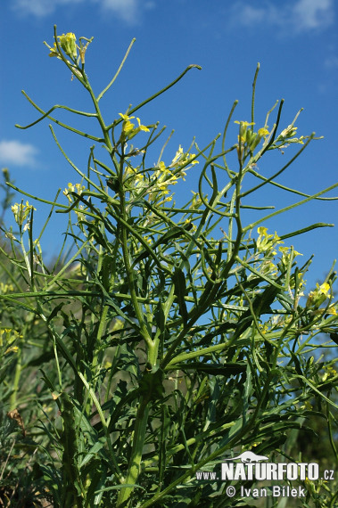 Horčičník rozložitý (Erysimum repandum)