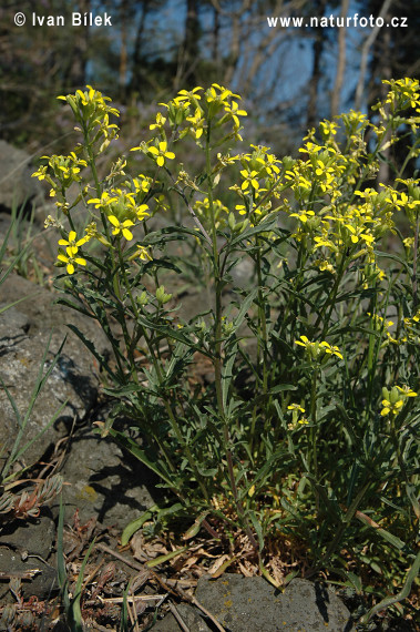 Horčičník škardolistý (Erysimum crepidifolium)