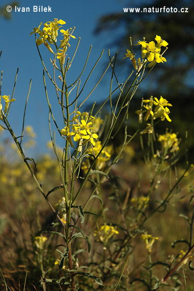 Horčičník škardolistý (Erysimum crepidifolium)