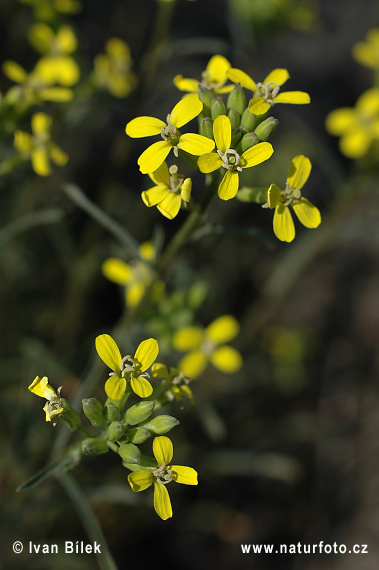 Horčičník škardolistý (Erysimum crepidifolium)