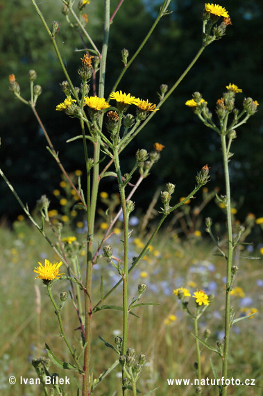 Horčík jastrabníkovitý (Picris hieracioides)