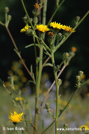 Horčík jastrabníkovitý (Picris hieracioides)