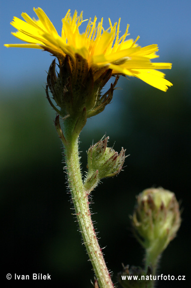 Horčík jastrabníkovitý (Picris hieracioides)