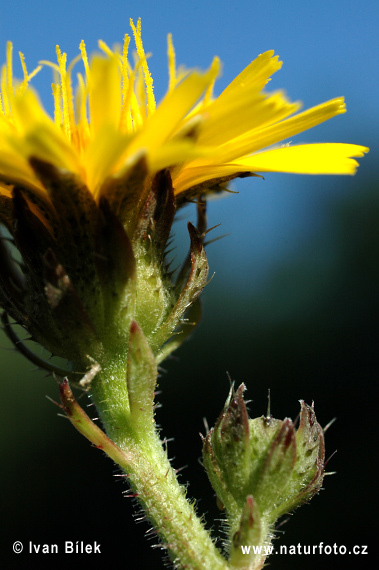 Horčík jastrabníkovitý (Picris hieracioides)