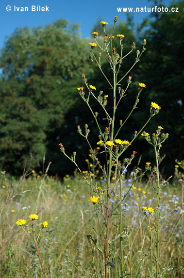 Horčík jastrabníkovitý (Picris hieracioides)