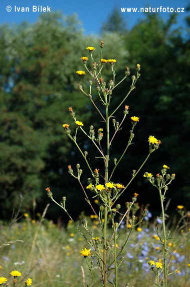 Horčík jastrabníkovitý (Picris hieracioides)