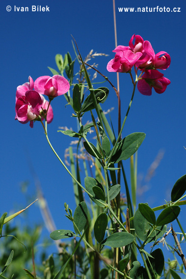 Hrachor hľuznatý (Lathyrus tuberosus)