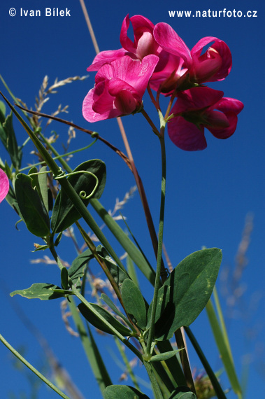 Hrachor hľuznatý (Lathyrus tuberosus)