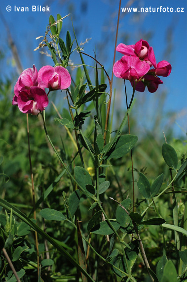 Hrachor hľuznatý (Lathyrus tuberosus)