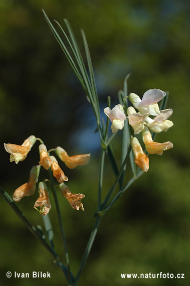 Hrachor mliečny (Lathyrus lacteus)