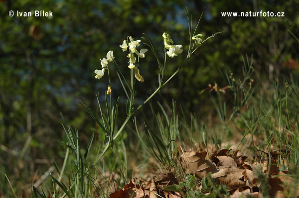 Hrachor mliečny (Lathyrus lacteus)