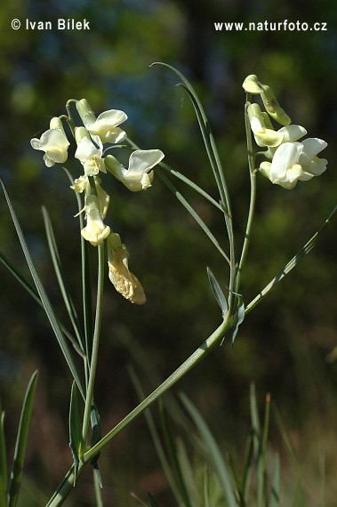 Hrachor mliečny (Lathyrus lacteus)