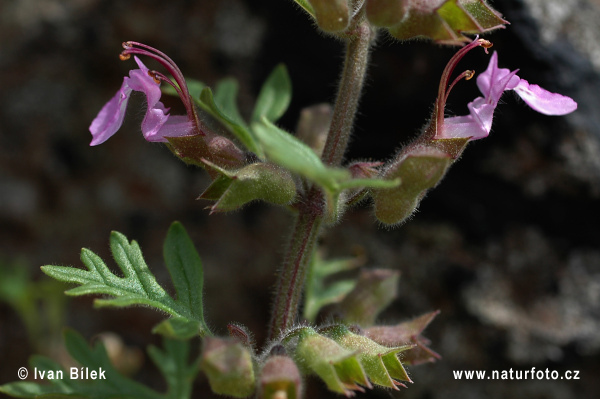 Hrdobarka strapcovitá (Teucrium botrys)