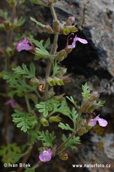 Hrdobarka strapcovitá (Teucrium botrys)