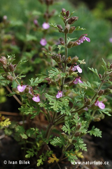 Hrdobarka strapcovitá (Teucrium botrys)