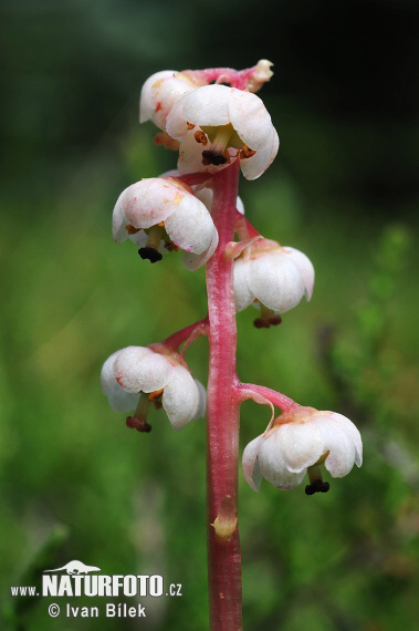 Hruštička menšia (Pyrola minor)