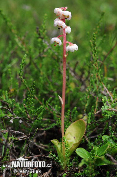 Hruštička menšia (Pyrola minor)