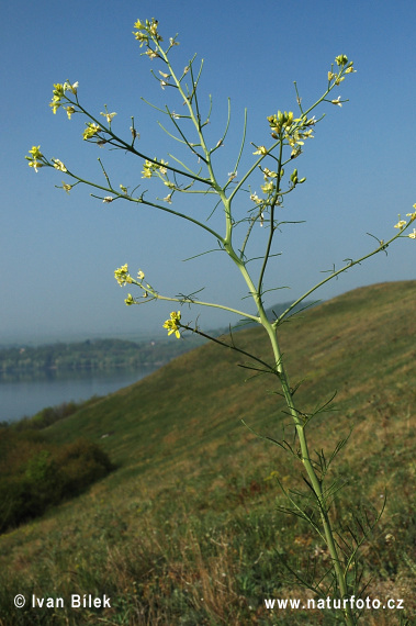 Huľavník najvyšší (Sisymbrium altissimum)