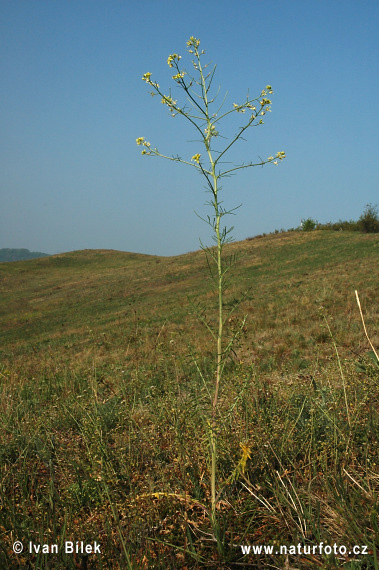 Huľavník najvyšší (Sisymbrium altissimum)