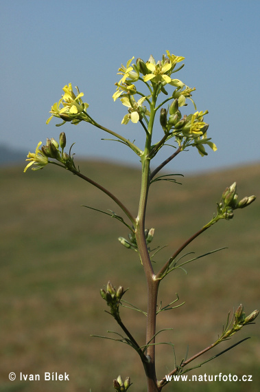 Huľavník najvyšší (Sisymbrium altissimum)