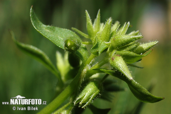 Hviezdica bledá (Stellaria pallida)