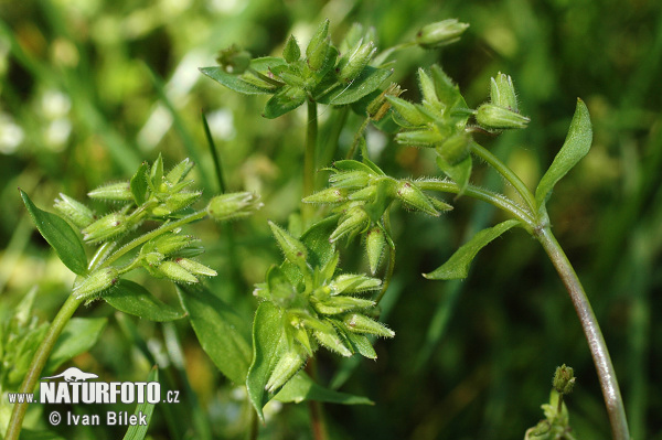 Hviezdica bledá (Stellaria pallida)