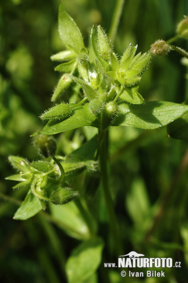 Hviezdica bledá (Stellaria pallida)