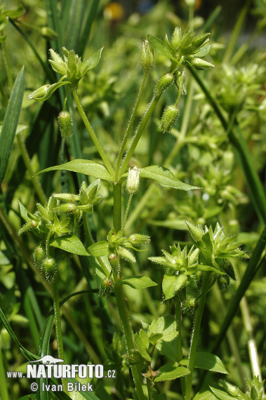 Hviezdica bledá (Stellaria pallida)