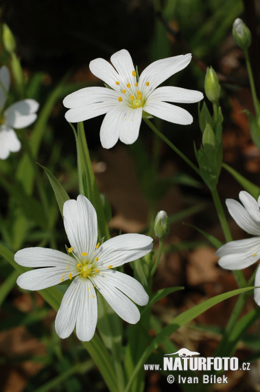 Hviezdica veľkokvetá (Stellaria holostea)