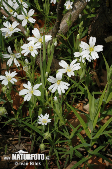 Hviezdica veľkokvetá (Stellaria holostea)