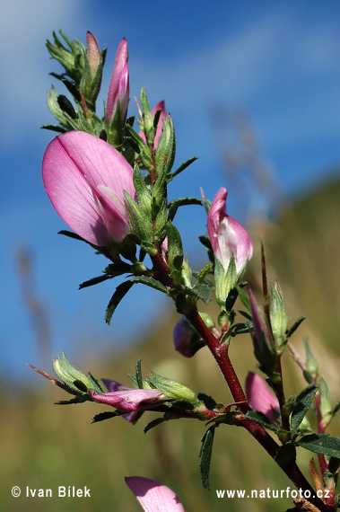 Ihlica tŕnitá (Ononis spinosa)