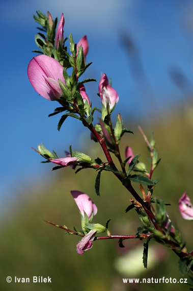 Ihlica tŕnitá (Ononis spinosa)