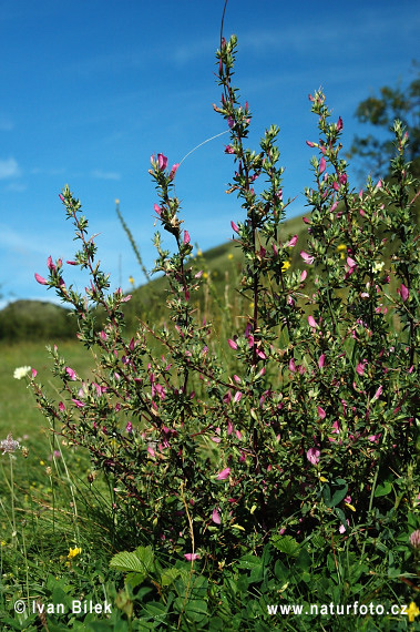 Ihlica tŕnitá (Ononis spinosa)