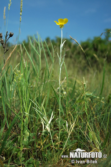 Iskerník ilýrsky (Ranunculus illyricus)