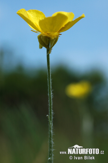 Iskerník ilýrsky (Ranunculus illyricus)