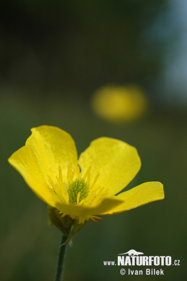 Iskerník ilýrsky (Ranunculus illyricus)