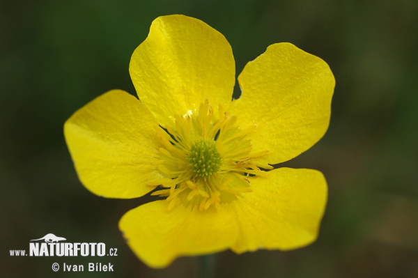 Iskerník ilýrsky (Ranunculus illyricus)