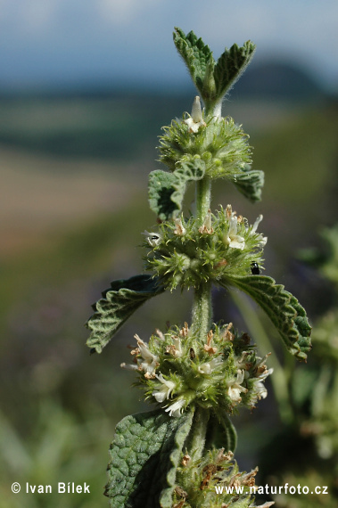 Jablčník obyčajný (Marrubium vulgare)