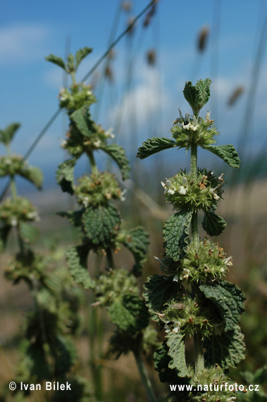 Jablčník obyčajný (Marrubium vulgare)