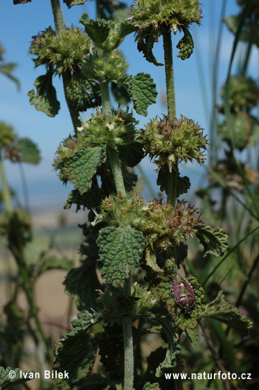 Jablčník obyčajný (Marrubium vulgare)