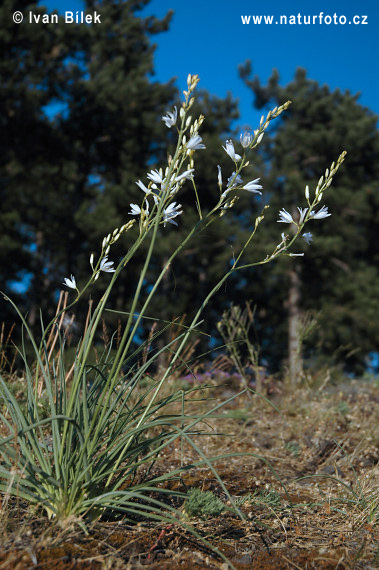 Jagavka ľaliovitá (Anthericum liliago)