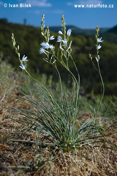 Jagavka ľaliovitá (Anthericum liliago)