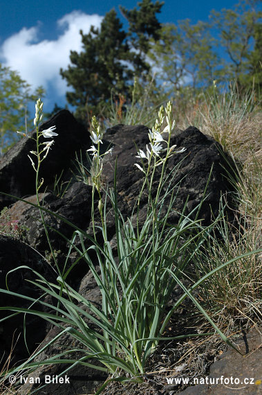 Jagavka ľaliovitá (Anthericum liliago)