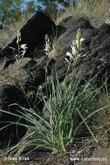 Jagavka ľaliovitá (Anthericum liliago)