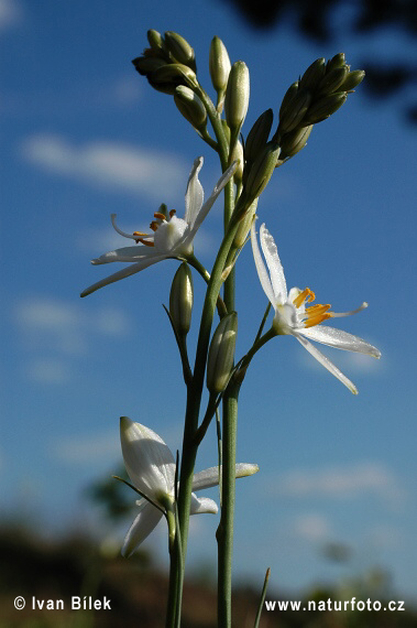 Jagavka ľaliovitá (Anthericum liliago)
