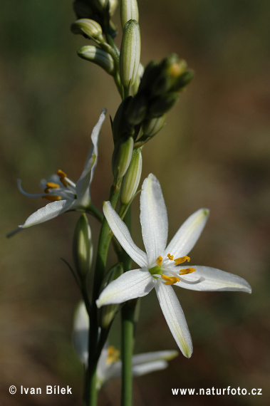 Jagavka ľaliovitá (Anthericum liliago)